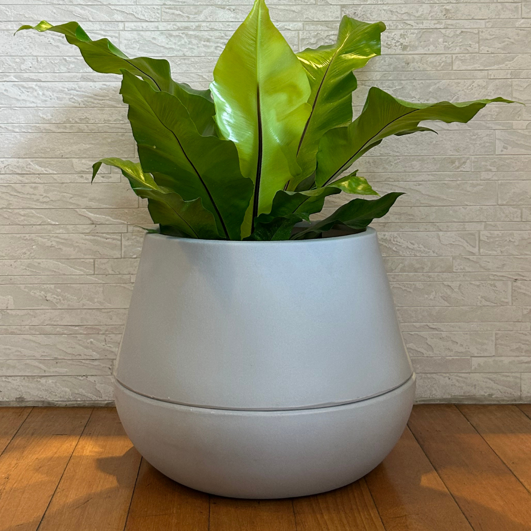Vaso Brota Cuia 32x40