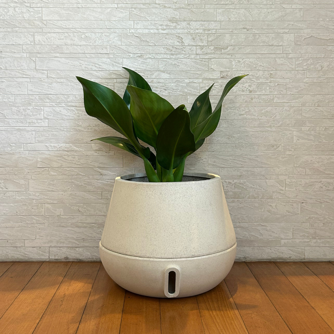 Vaso Brota Cuia 25x32