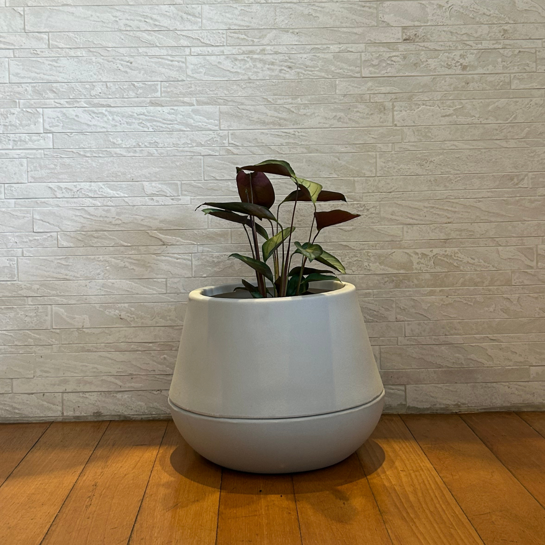 Vaso Brota Cuia 25x32