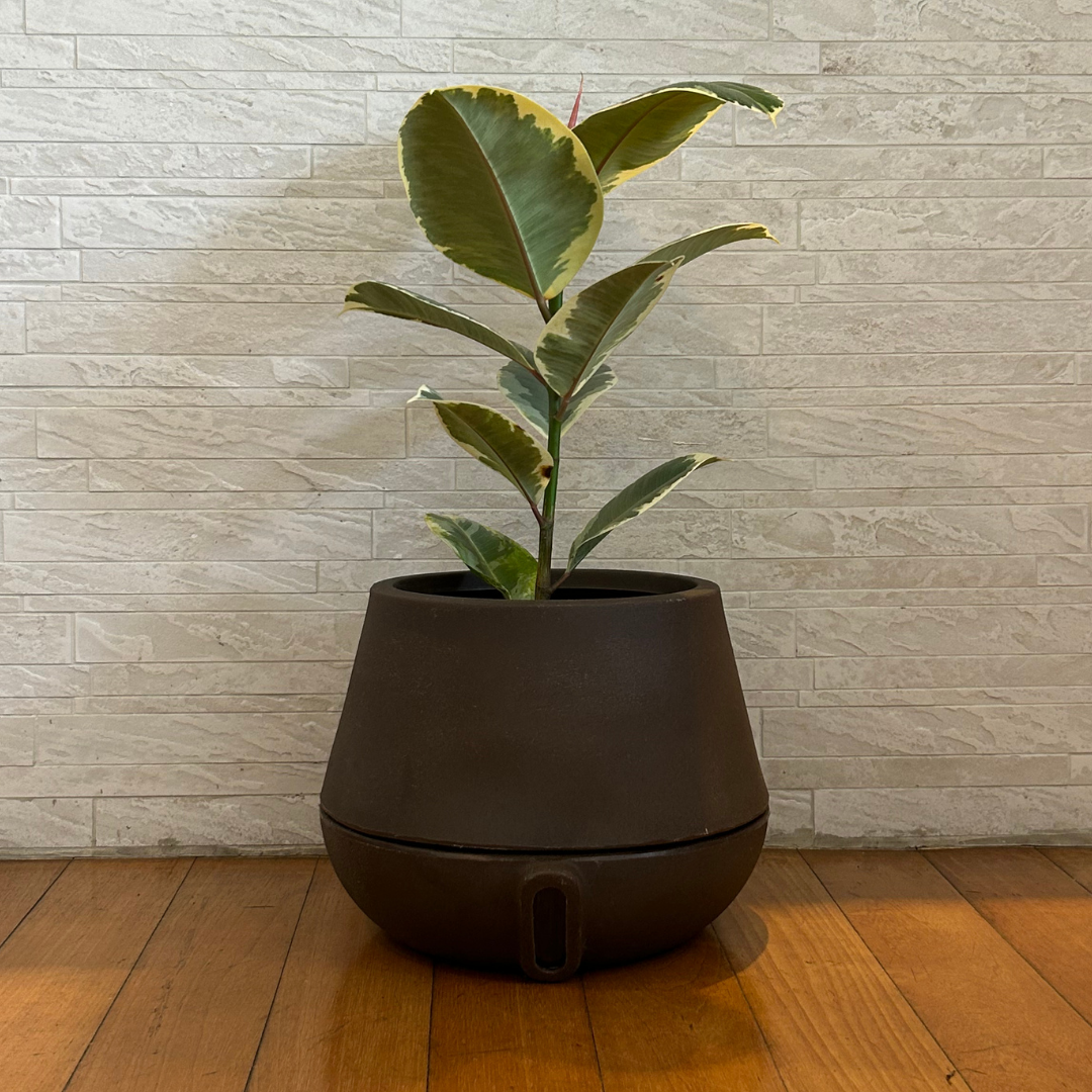 Vaso Brota Cuia 25x32