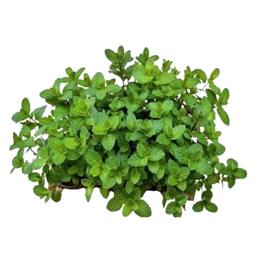 Hortelã Menta | Unidade