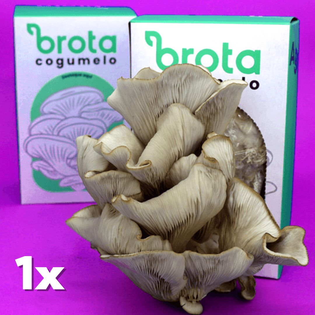 Brota Cogumelo