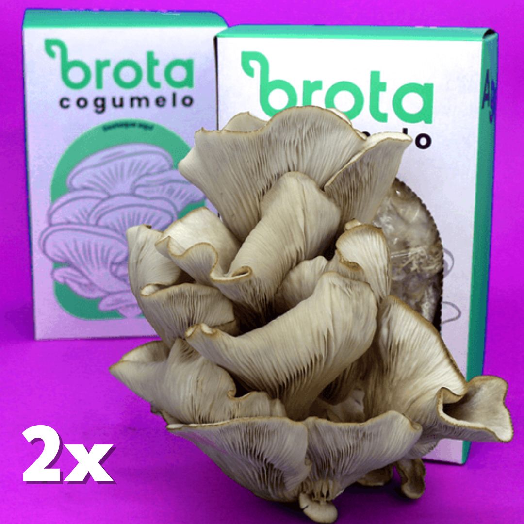 Brota Cogumelo