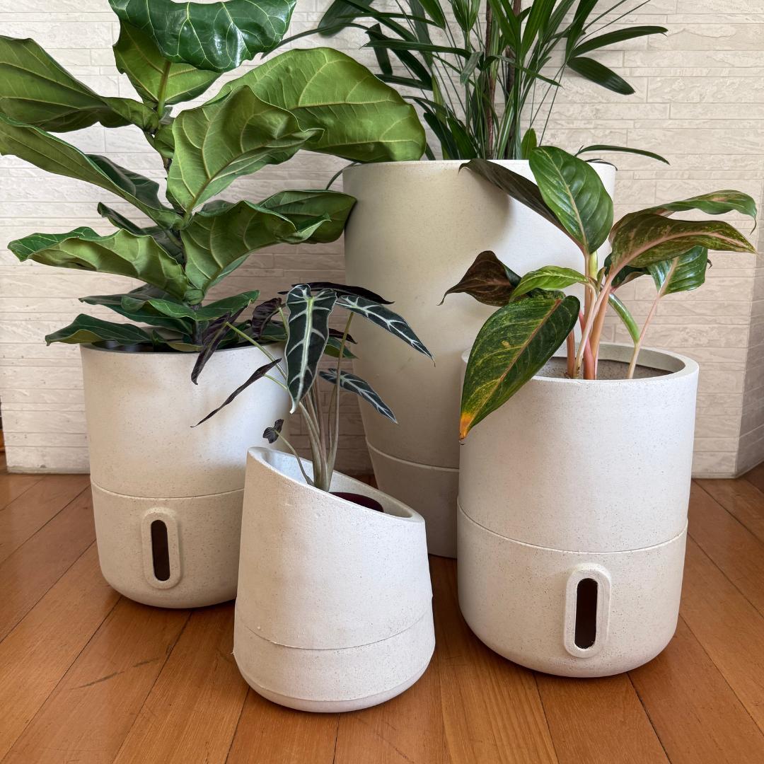 Vaso Brota Cone Vietnamita 55x38