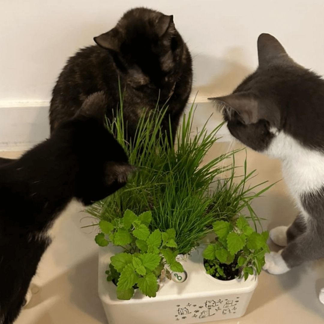 Brota Box Gatinhos