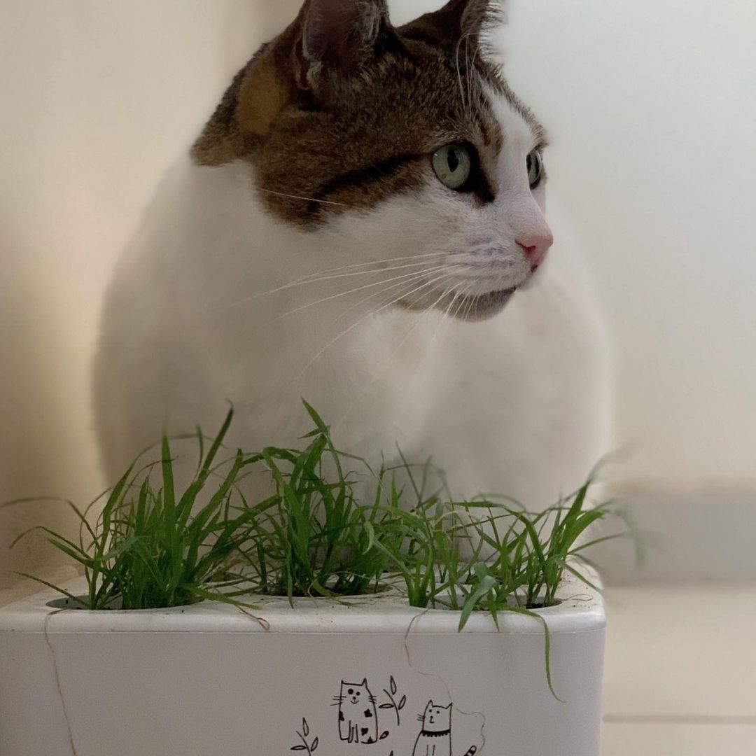 Brota Box Gatinhos Led