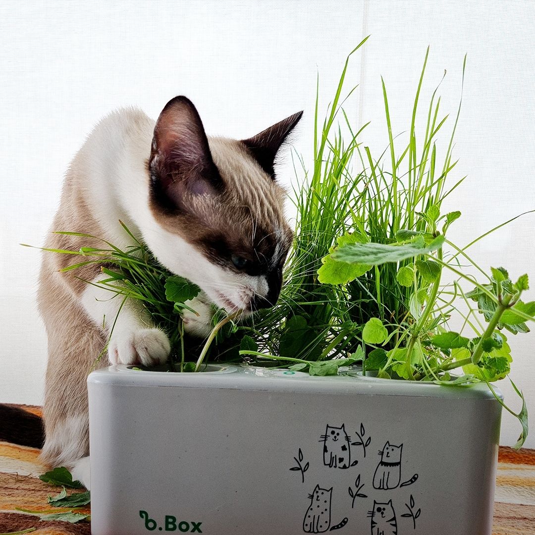 Brota Box Gatinhos Led