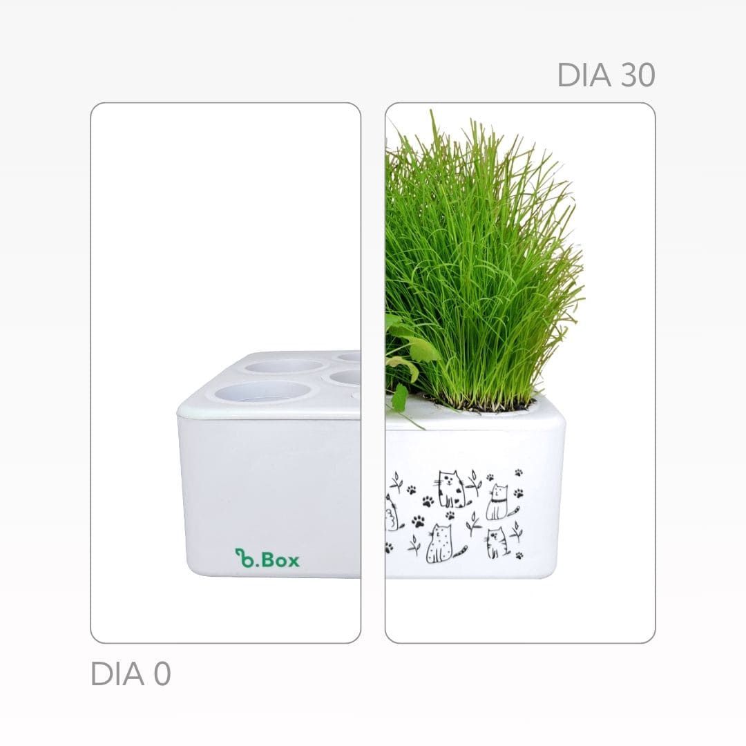 Brota Box Gatinhos Led