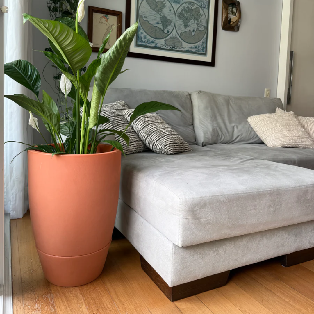 Vaso Brota Cone Vietnamita 55x38