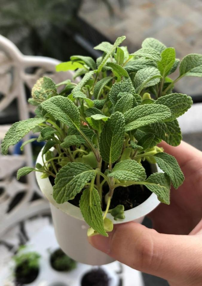 Sálvia Officinalis | Unidade
