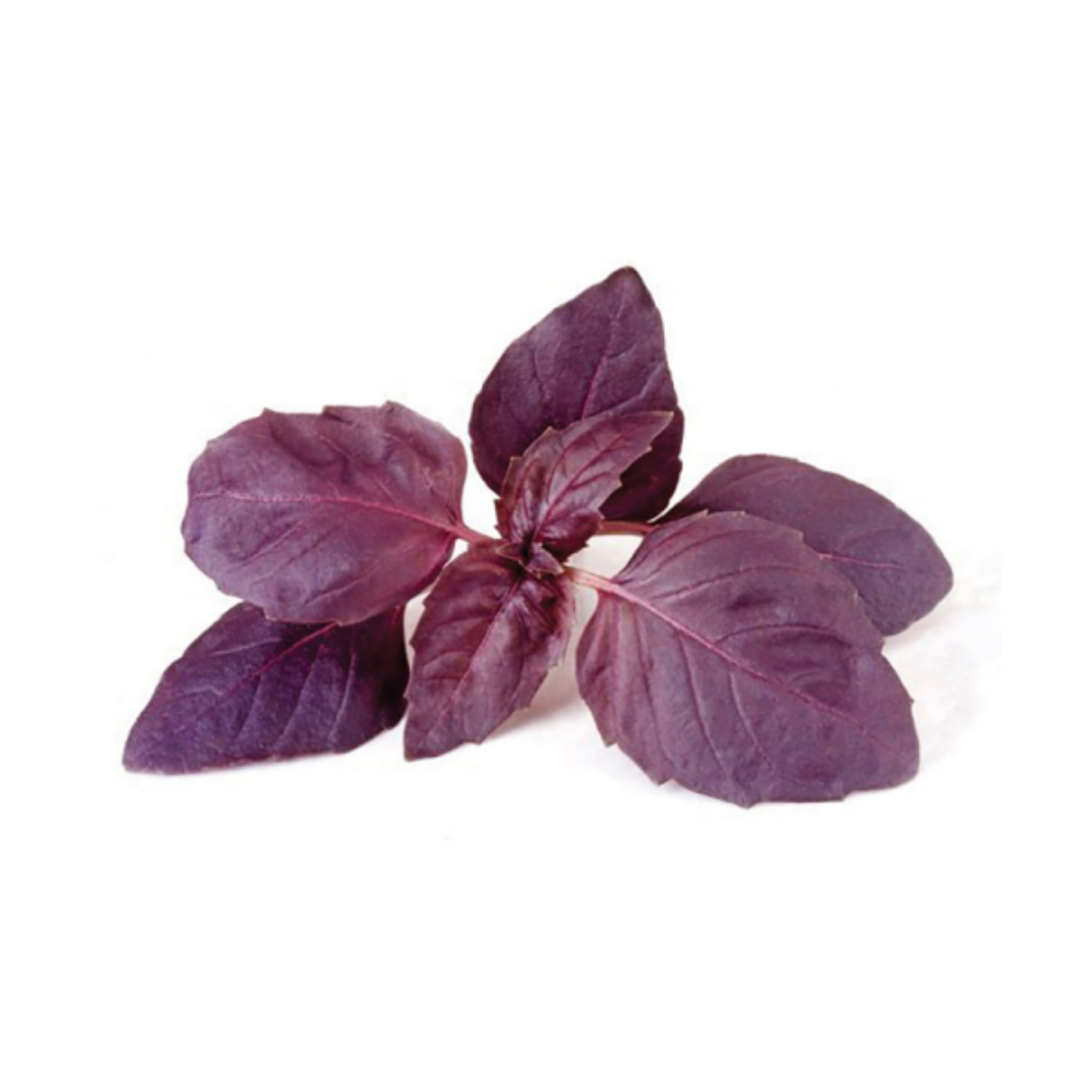 Manjericão Roxo | 3 cápsulas