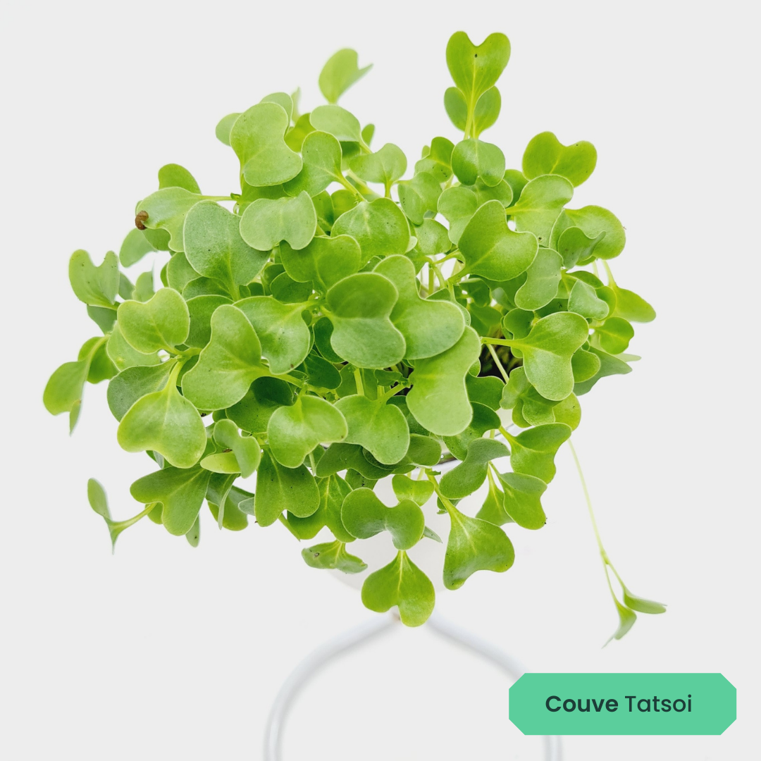 Kit Microverdes