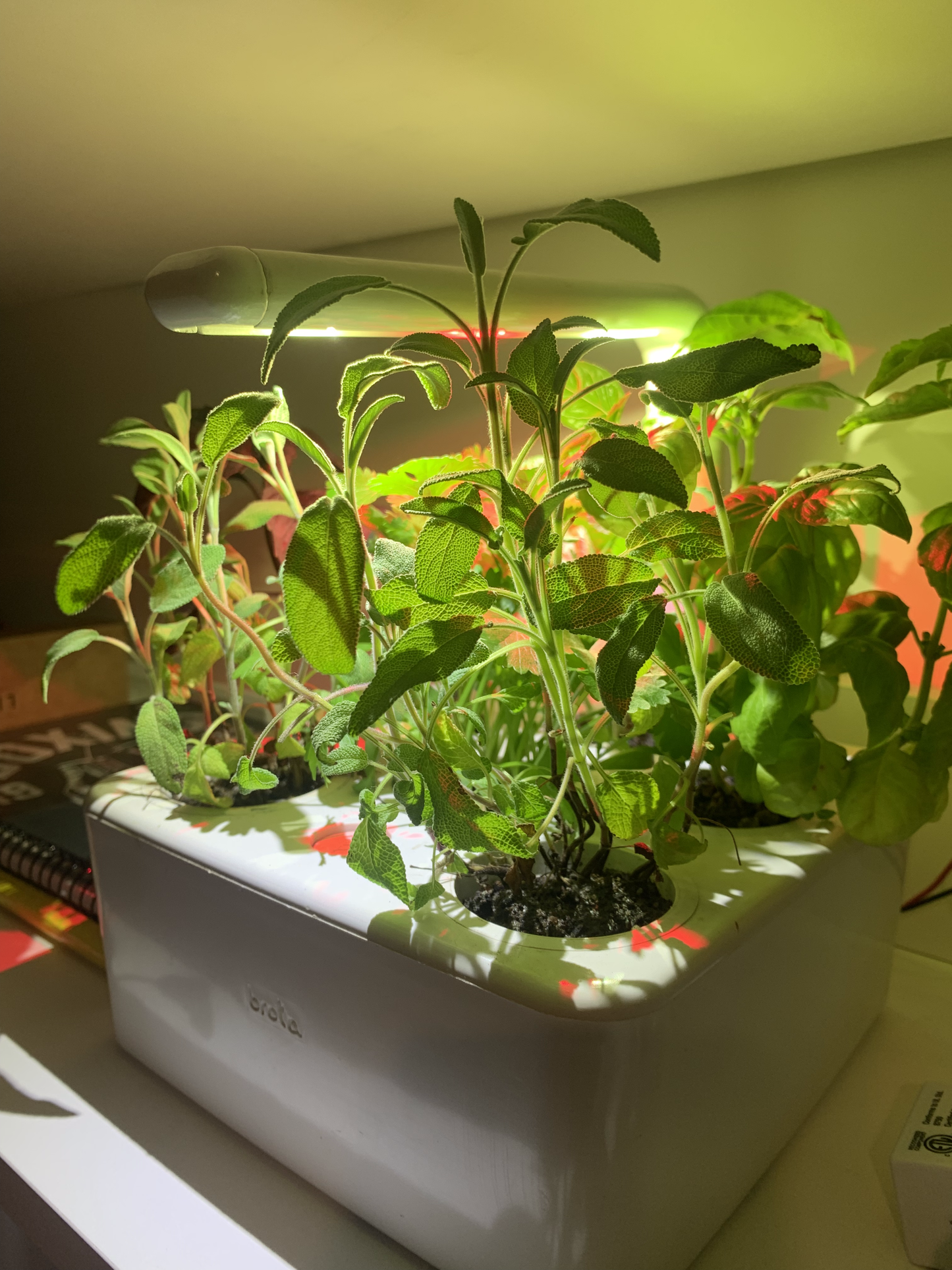 Sálvia Officinalis | 3 cápsulas