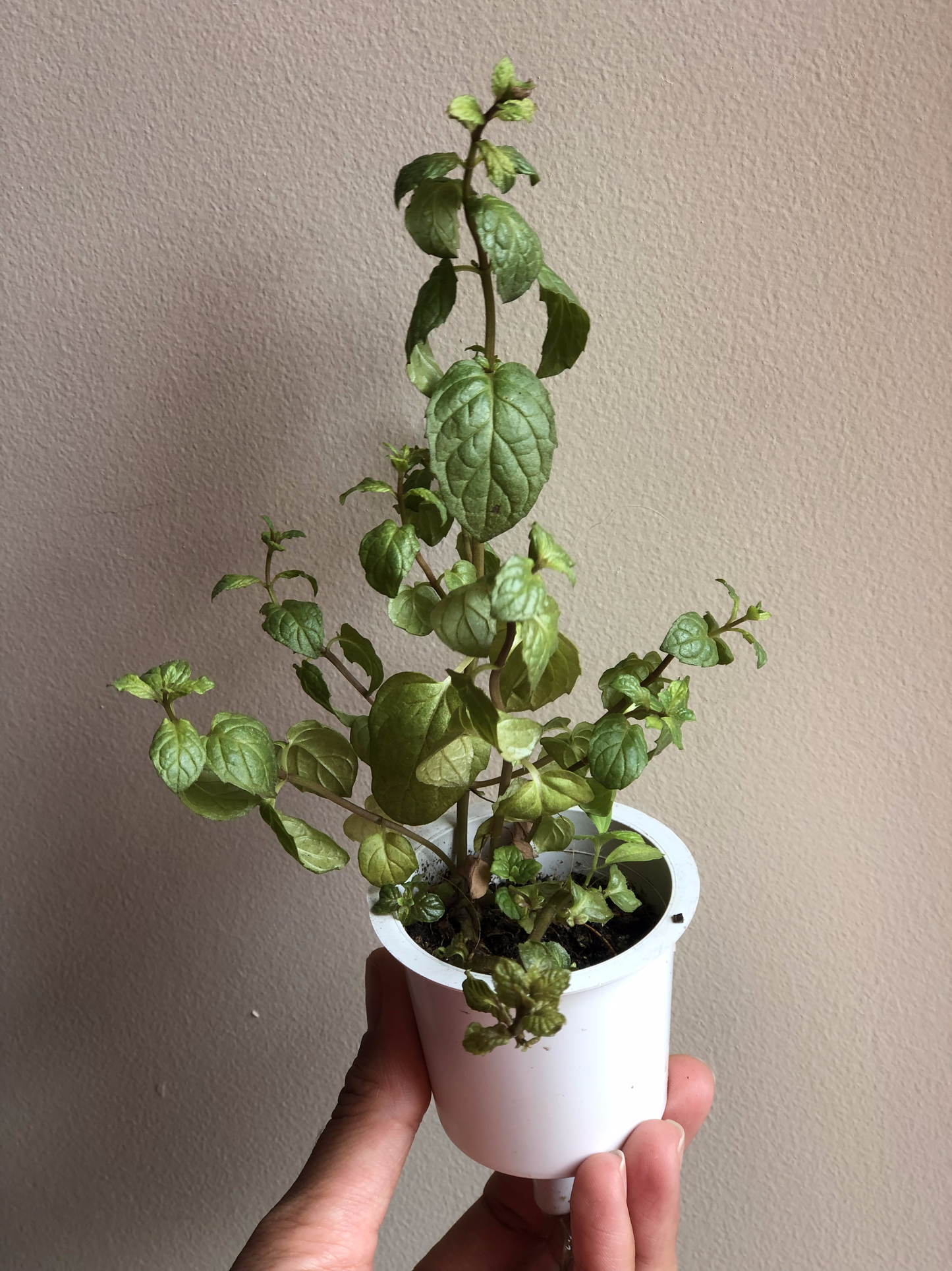 Hortelã Mentha | 3 cápsulas