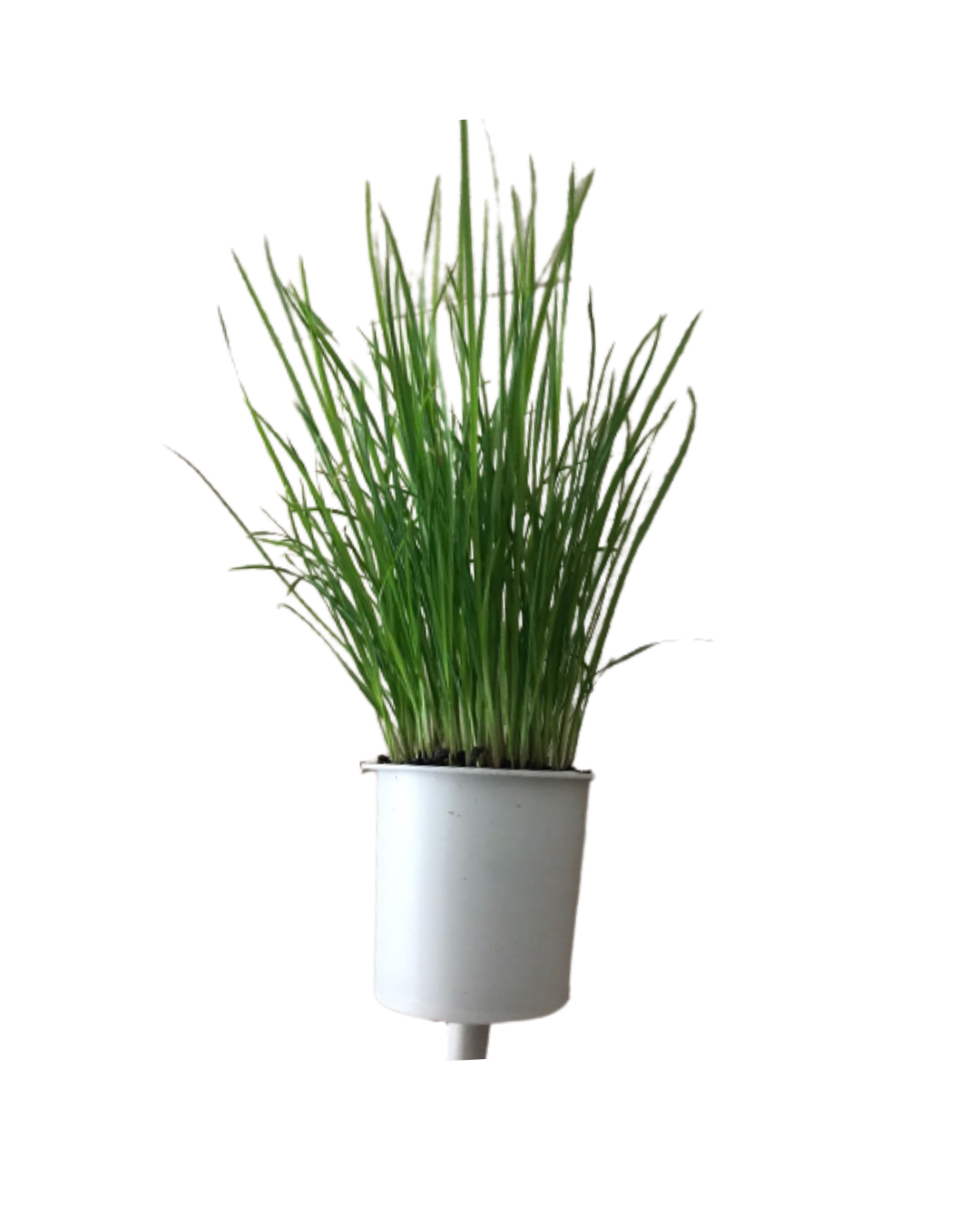 grama félix crescida para gatos