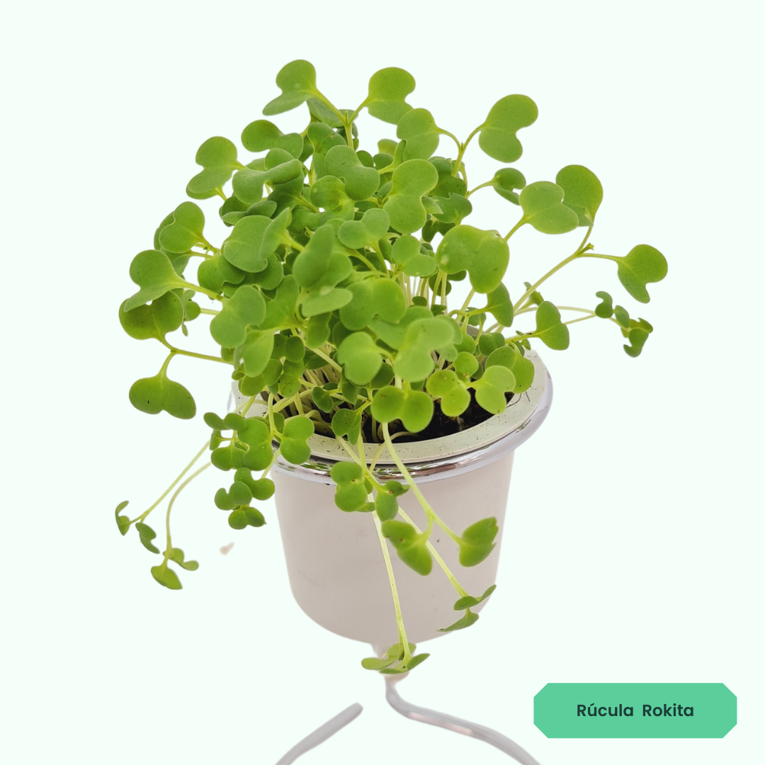 Rúcula Rokita | 3 cápsulas