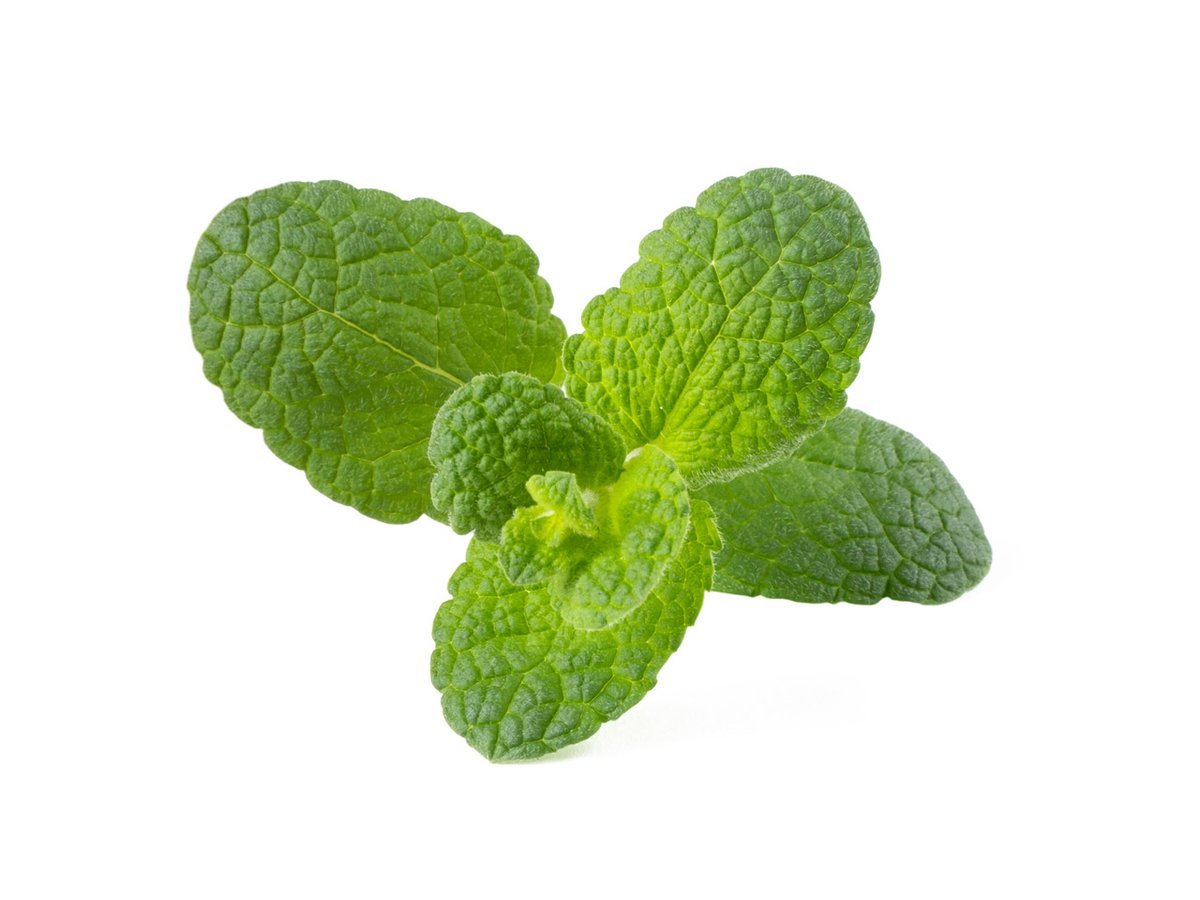 Hortelã mentha spicata