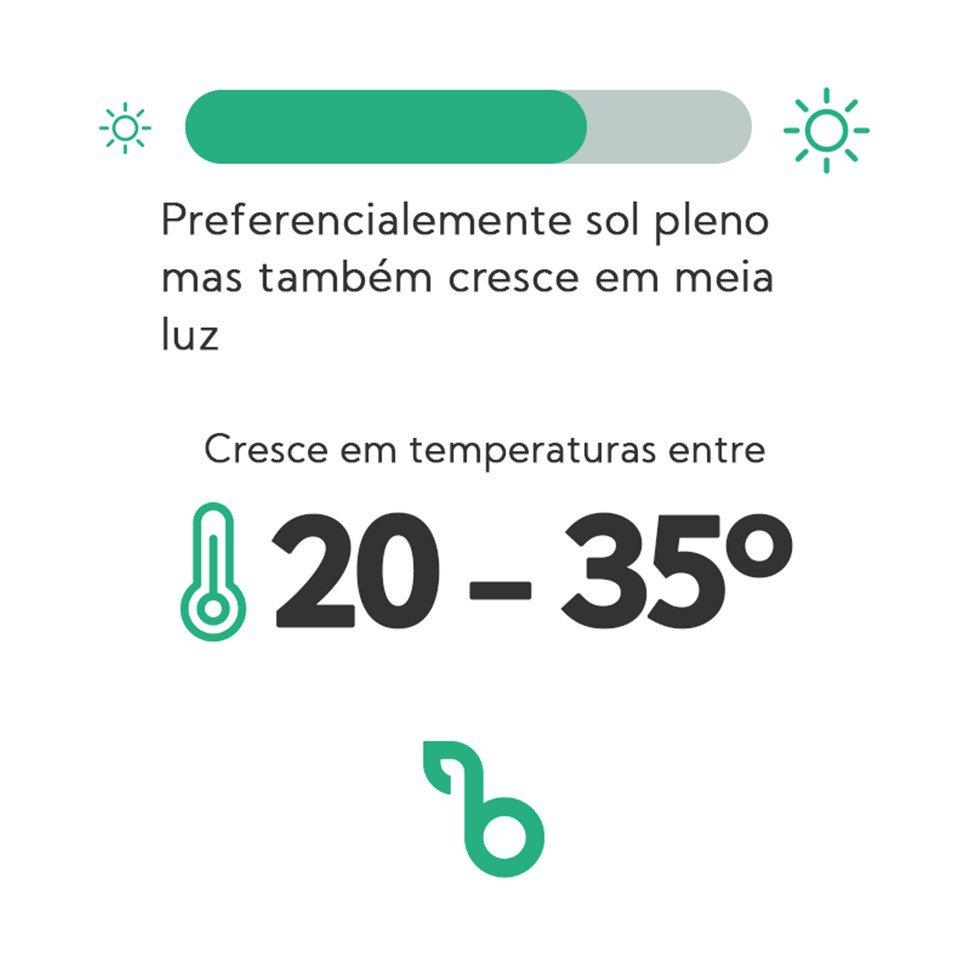 Quantidade de sol e temperatura para coentro