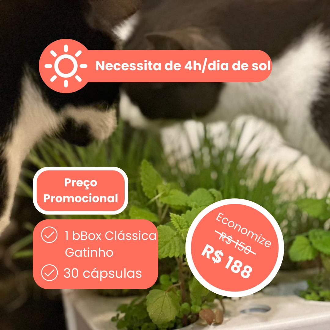 [Combo] 1 Brota Box Clássica Gatinho + 30 Cápsulas