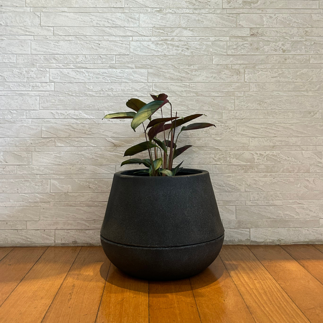 Vaso Brota Cuia 25x32