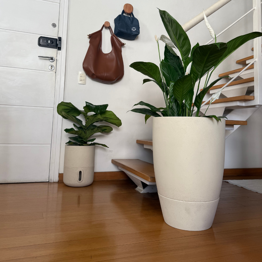 Vaso Brota Cone Vietnamita 55x38