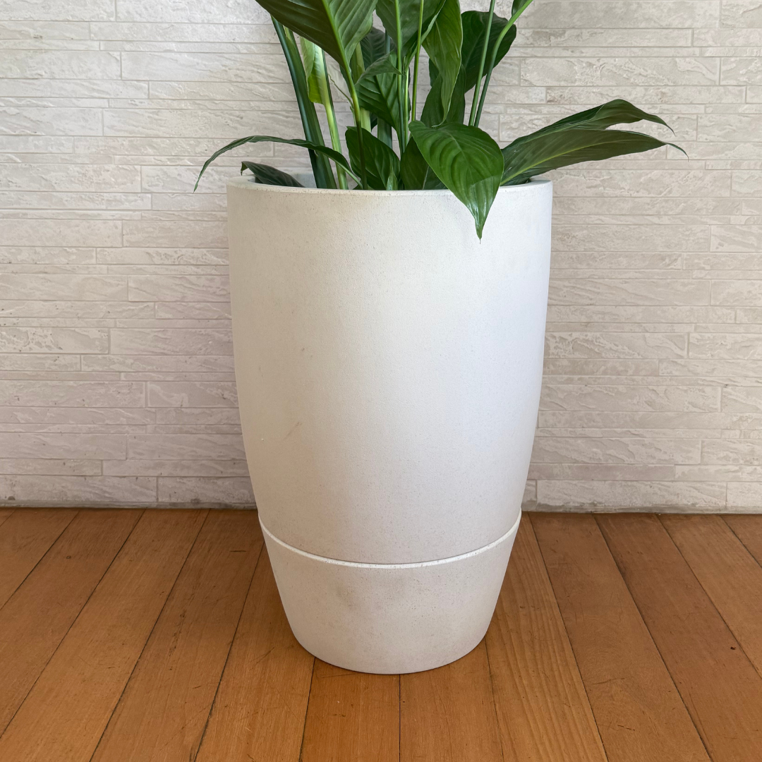 Vaso Brota Cone Vietnamita 55x38