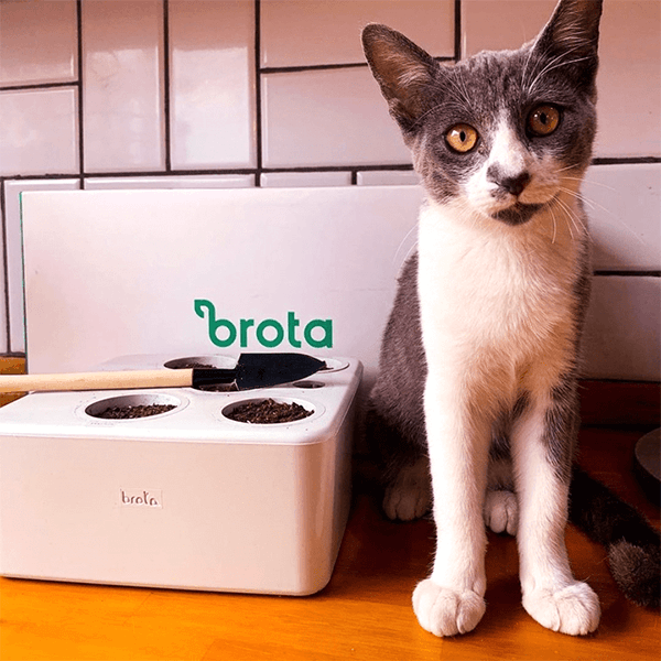 Gato ao lado de uma horta inteligente da Brota Company