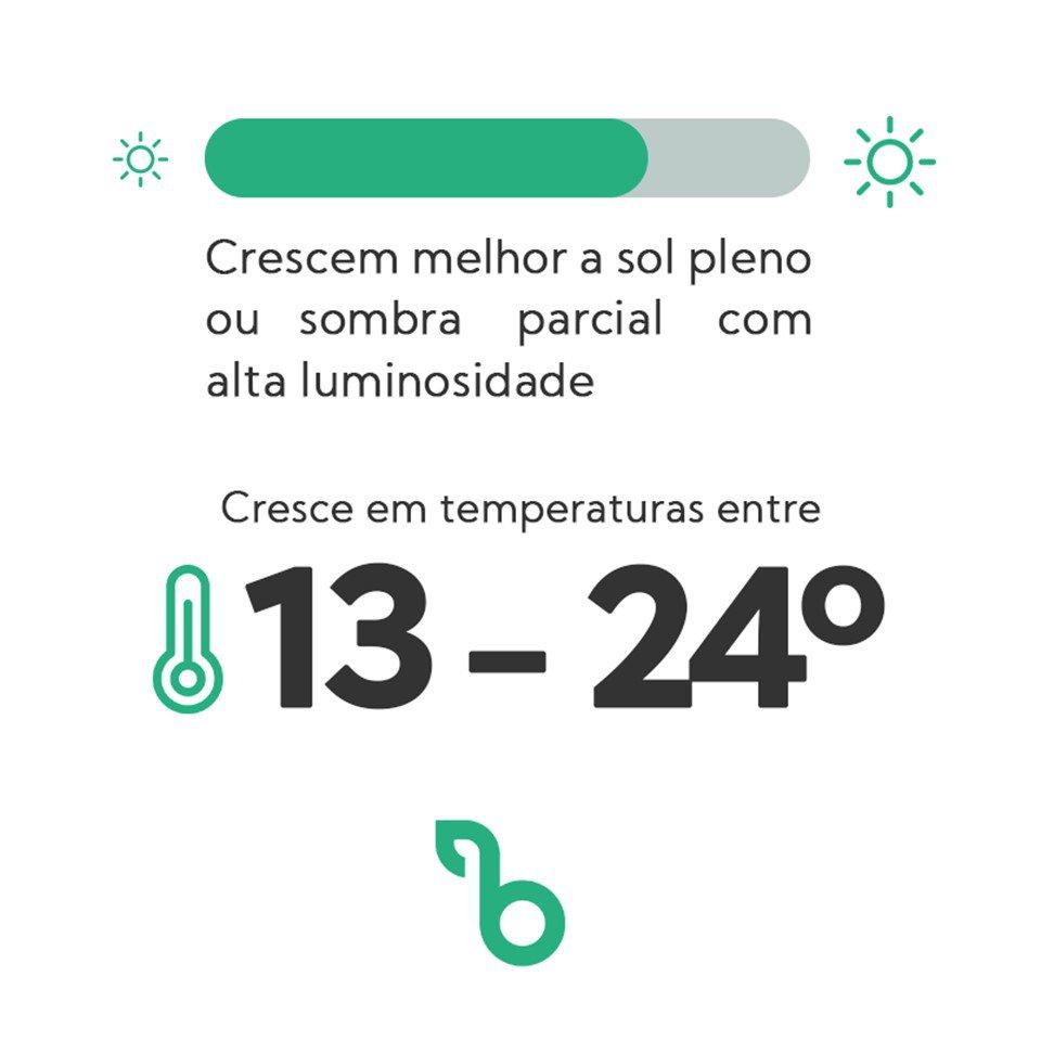 quantidade de luz e temperatura para crescimento da salsa hortense