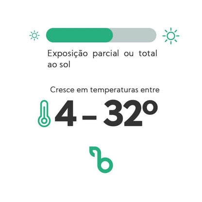 quantidade de luz e temperatura para crescimento do tomilho serpilho