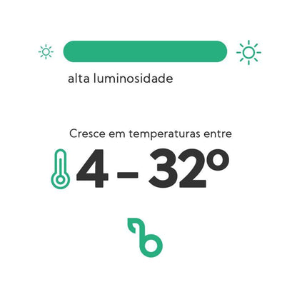 Quantidade de luz e temperatura para orégano bravo-europeu