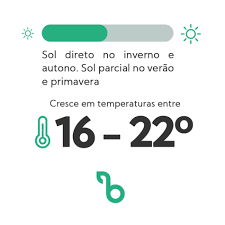 quantidade de sol e temperatura para crescimento da rúcula rokita