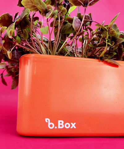 b.Box Cores- Terracota