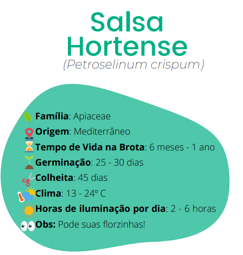 informações sobre salsa hortense