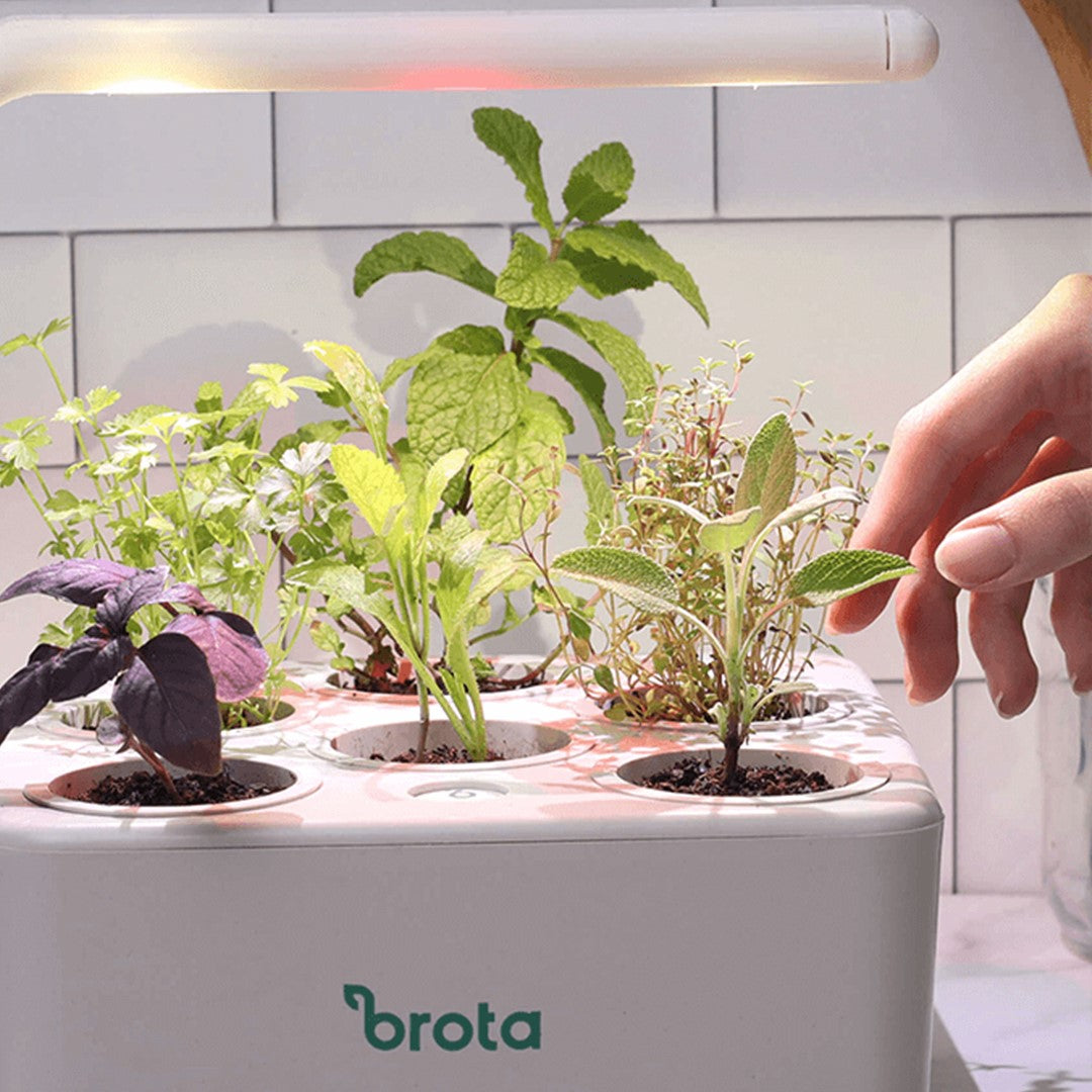 Hortaliças e temperos numa horta inteligente com luz artificial