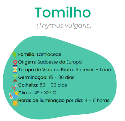 informações sobre o tomilho serpilho