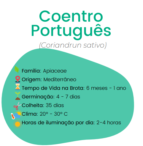 Informações sobre o coentro português